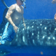 Image for article titled Review: Pentax W60 Waterproof Camera Catching Whale Sharks